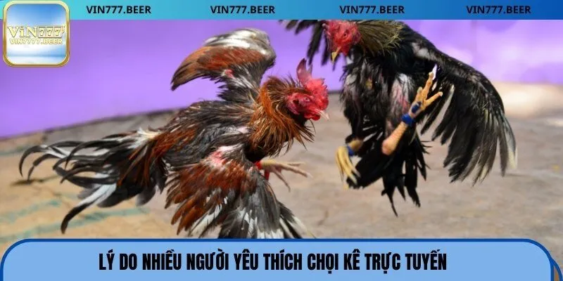 Lý do nhiều người yêu thích chọi kê trực tuyến